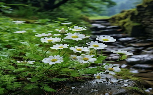 Peaceful nature wallpaper screenshot 1