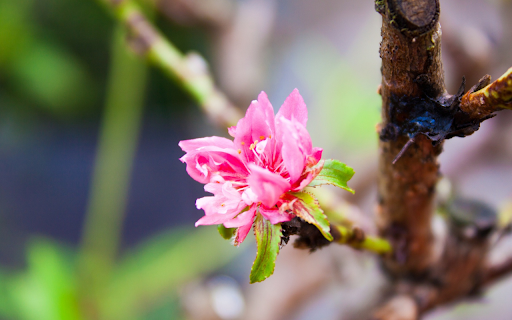 Peach Blossom screenshot 1