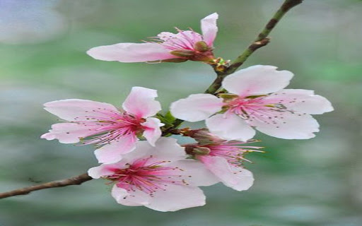 peach blossom wallpaper screenshot 1