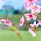 Peach Blossoms logo
