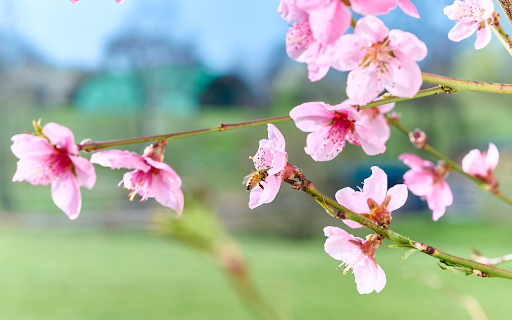 Peach Blossoms screenshot 1