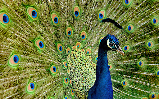 Peacock and the spread cage screenshot 1