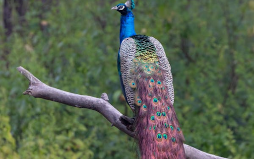 Peacock perched on a tree branch screenshot 1