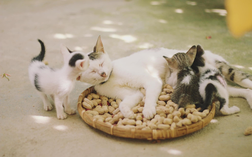 Peanuts and kittens screenshot 1