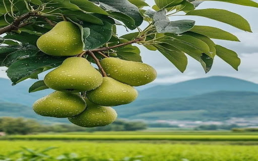 pear wallpaper screenshot 1