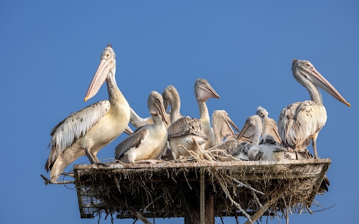 Pelicans screenshot 1