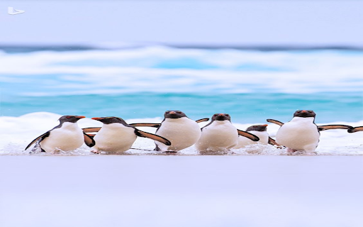 Penguins on the beach Wallpaper screenshot 1
