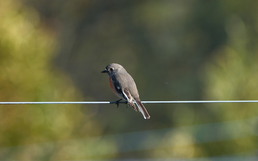 Perched Robin screenshot 1