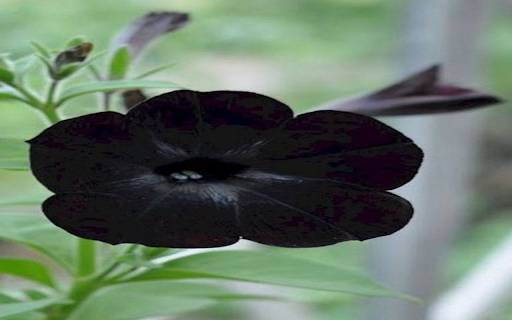 Petunia Black Velvet wallpaper screenshot 1
