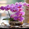 Phalaenopsis orchid pot wallpaper logo