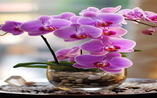 Phalaenopsis orchid pot wallpaper screenshot 1