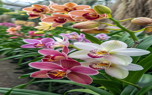 Phalaenopsis wallpaper screenshot 1