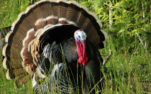 Pheasant with ruffled feathers screenshot 1