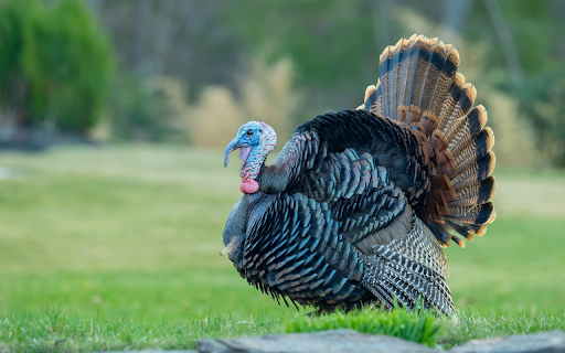 Pheasant with ruffled feathers screenshot 1