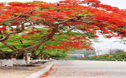 phoenix tree wallpaper screenshot 1