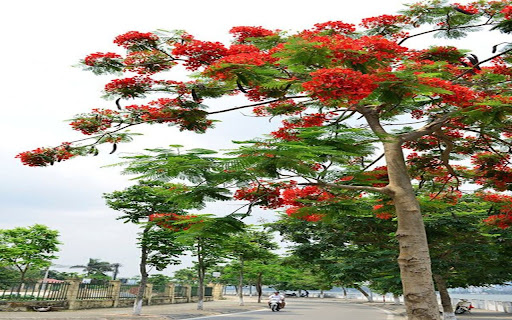 phoenix tree wallpaper screenshot 1