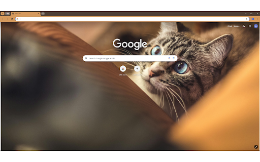 Photo of Tabby Cat screenshot 1