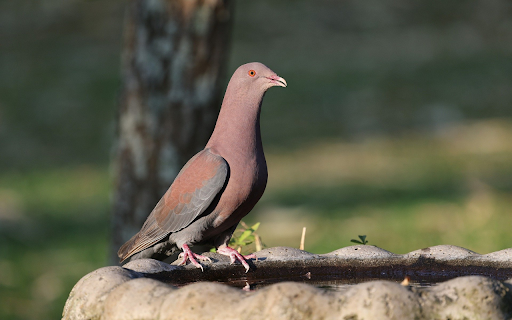 Pigeon and the High Neck screenshot 1