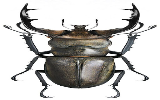 pincer beetle wallpaper screenshot 1