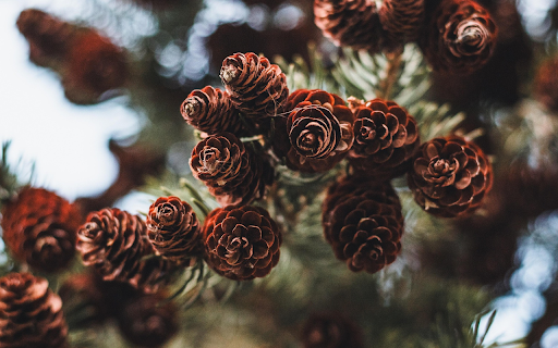 Pine Cones screenshot 1