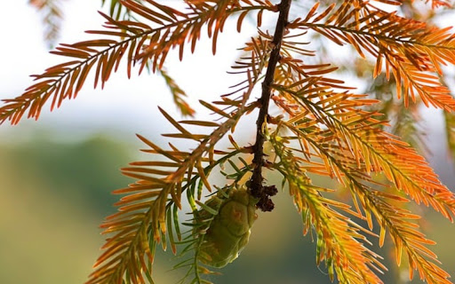 PINE THEME screenshot 1