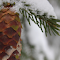 pine trees and snow logo