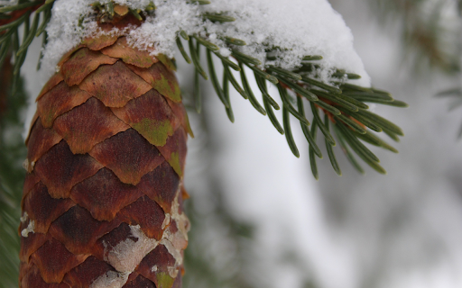 pine trees and snow screenshot 1