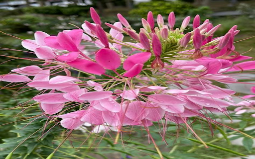 Pink amaryllis wallpaper screenshot 1