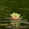 Pink and white water lilies logo