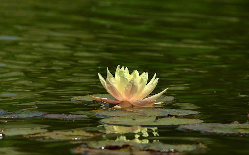 Pink and white water lilies screenshot 1