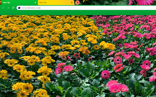Pink and Yellow Daisy Flowers screenshot 1