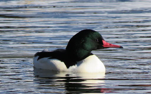 pink beaked beast screenshot 1