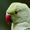 Pink-billed Parrot logo