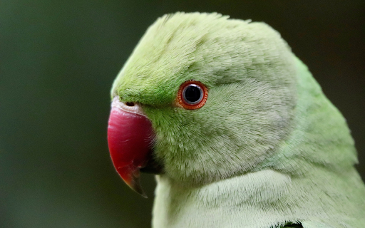 Pink-billed Parrot screenshot 1