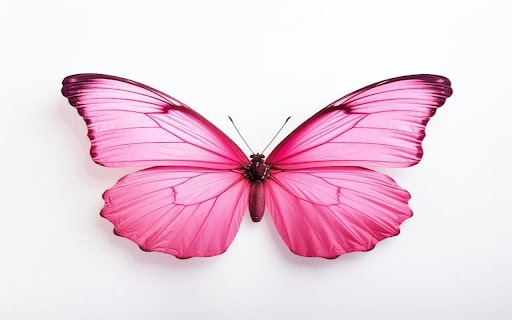 pink butterfly wallpaper screenshot 1