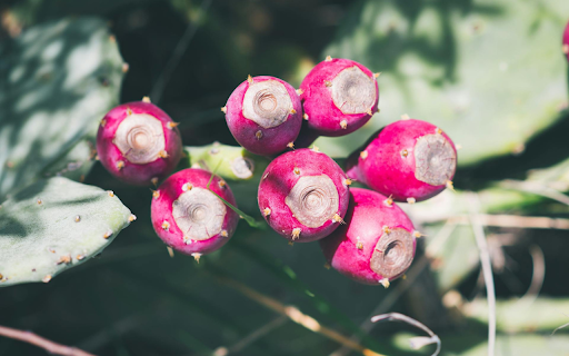 Pink Cactus Fruit screenshot 1