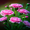 Pink Carnation Wallpaper logo