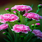Pink carnation wallpaper logo