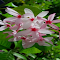 Pink climbing jasmine flower wallpaper logo