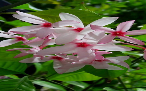 Pink climbing jasmine flower wallpaper screenshot 1