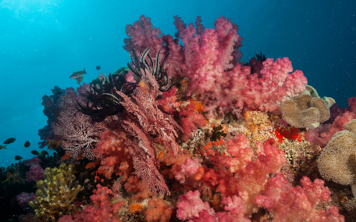 Pink Coral screenshot 1