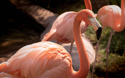 Pink crane screenshot 1