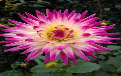 Pink Dahlia Wallpaper screenshot 1