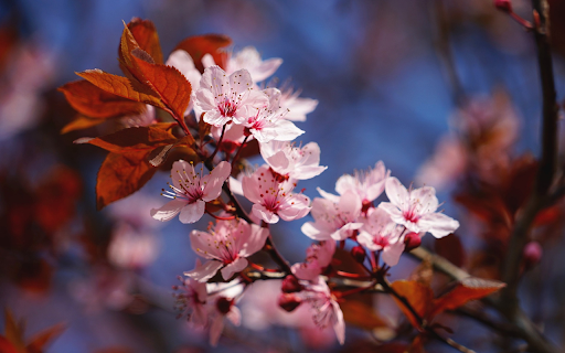 Pink flowers bloom screenshot 1