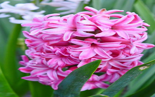 Pink Hyacinth Wallpaper screenshot 1