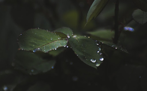 PINK LEAF THEME screenshot 1