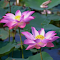 Pink Lotus logo