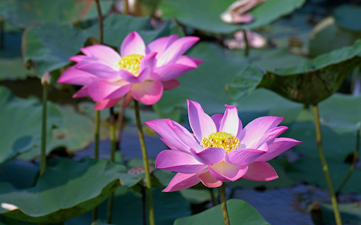 Pink Lotus screenshot 1