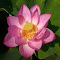 pink lotus wallpaper logo