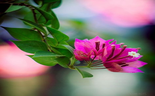 Pink Paper Flower Wallpaper screenshot 1